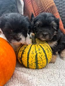 Beautiful calm shihtzu/bichon /poodle puppies! ❤️ - Photo 8
