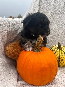 Beautiful calm shihtzu/bichon /poodle puppies! ❤️ - Photo 9