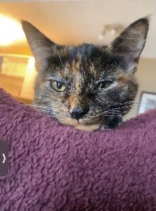 FEMALE CAT