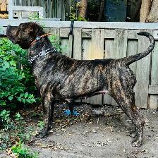 Experienced Home Only – Female Presa Canario, 19 Months
