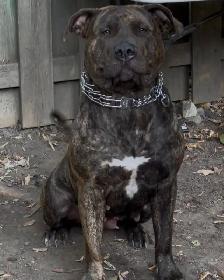 Experienced Home Only – Female Presa Canario, 19 Months - Photo 2