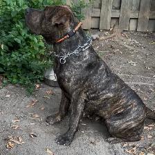 Experienced Home Only – Female Presa Canario, 19 Months - Photo 3