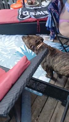 Experienced Home Only – Female Presa Canario, 19 Months - Photo 4