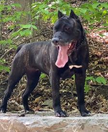 Experienced Home Only – Female Presa Canario, 19 Months - Photo 5