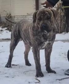 Experienced Home Only – Female Presa Canario, 19 Months - Photo 6