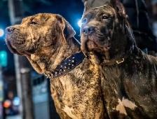 Experienced Home Only – Female Presa Canario, 19 Months - Photo 7