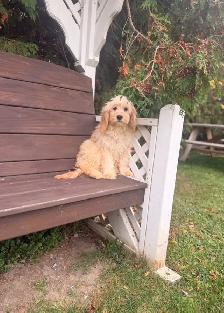 Cockapoo puppy fully vaccinated