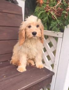 Cockapoo puppy fully vaccinated - Photo 2