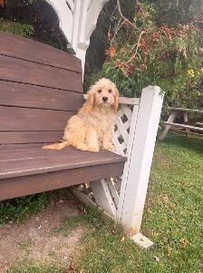 Cockapoo puppy fully vaccinated - Photo 3
