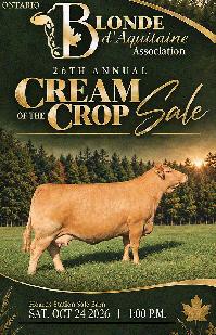Blonde d'Aquitaine Cream of the Crop Sale