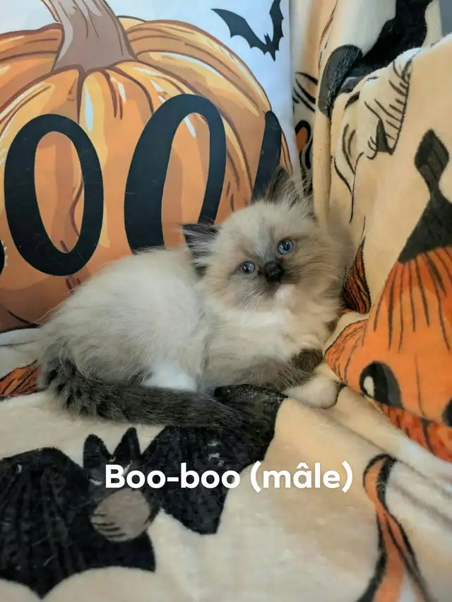 Magnifiques chatons Ragdoll à la recherche de leur famille