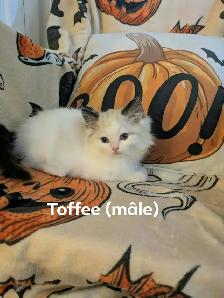 Magnifiques chatons Ragdoll à la recherche de leur famille - Photo 2