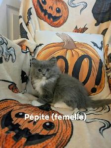 Magnifiques chatons Ragdoll à la recherche de leur famille - Photo 3