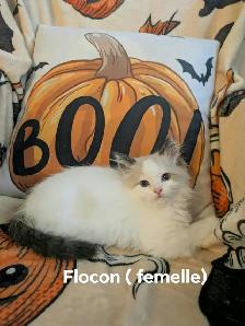 Magnifiques chatons Ragdoll à la recherche de leur famille - Photo 4