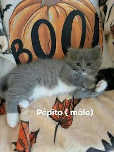 Magnifiques chatons Ragdoll à la recherche de leur famille - Photo 5