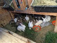 Rabbits for sale