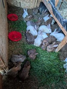 Rabbits for sale - Photo 2