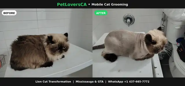 Mobile Cat Grooming – I Come to Your Home (Mississauga & GTA)