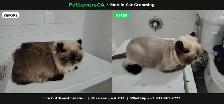 Mobile Cat Grooming – I Come to Your Home (Mississauga & GTA)