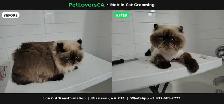 Mobile Cat Grooming – I Come to Your Home (Mississauga & GTA) - Photo 2