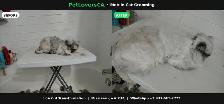 Mobile Cat Grooming – I Come to Your Home (Mississauga & GTA) - Photo 3