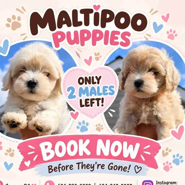 Puppies Maltese Poodle