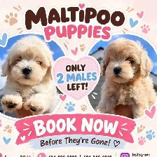 Puppies Maltese Poodle
