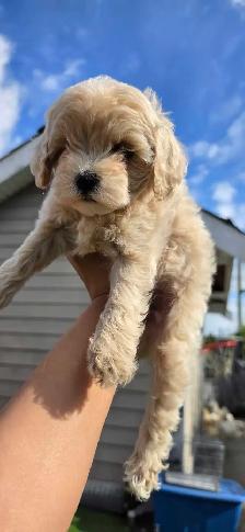 Puppies Maltese Poodle - Photo 3
