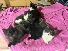 Free Kittens