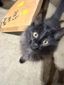 Free Kittens - Photo 2