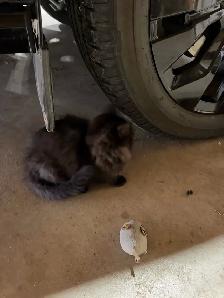 Free Kittens - Photo 6