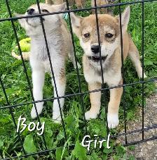 SUPER SWEET Shiba/Pomsky puppies