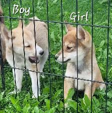 SUPER SWEET Shiba/Pomsky puppies - Photo 2