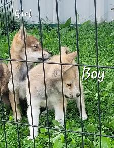 SUPER SWEET Shiba/Pomsky puppies - Photo 3