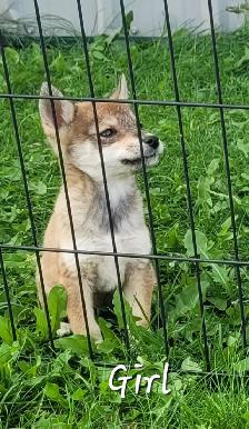SUPER SWEET Shiba/Pomsky puppies - Photo 4