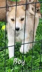 SUPER SWEET Shiba/Pomsky puppies - Photo 5