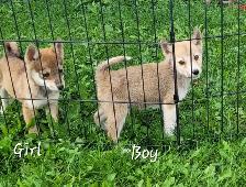 SUPER SWEET Shiba/Pomsky puppies - Photo 6