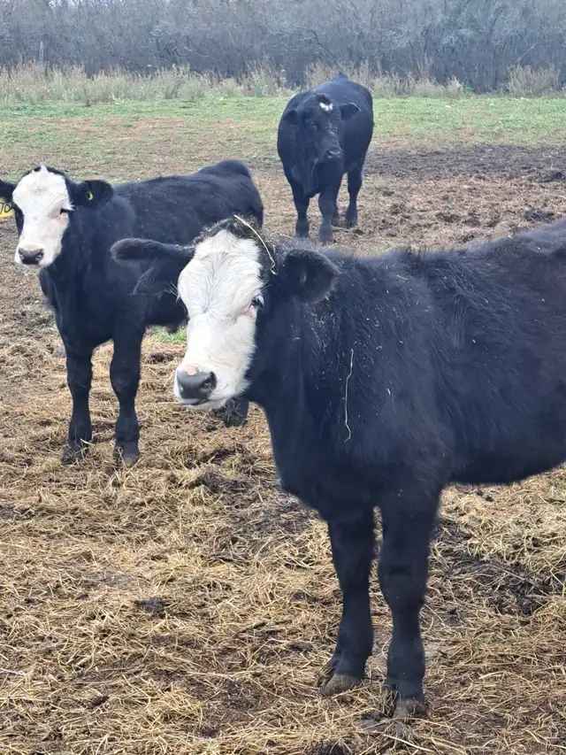 Simmental Calves
