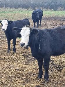 Simmental Calves