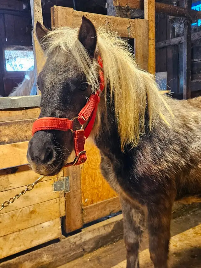 Poney mâle étalon 1 an