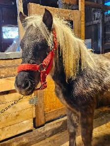 Poney mâle étalon 1 an