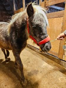 Poney mâle étalon 1 an - Photo 2