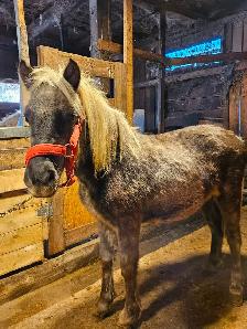 Poney mâle étalon 1 an - Photo 3
