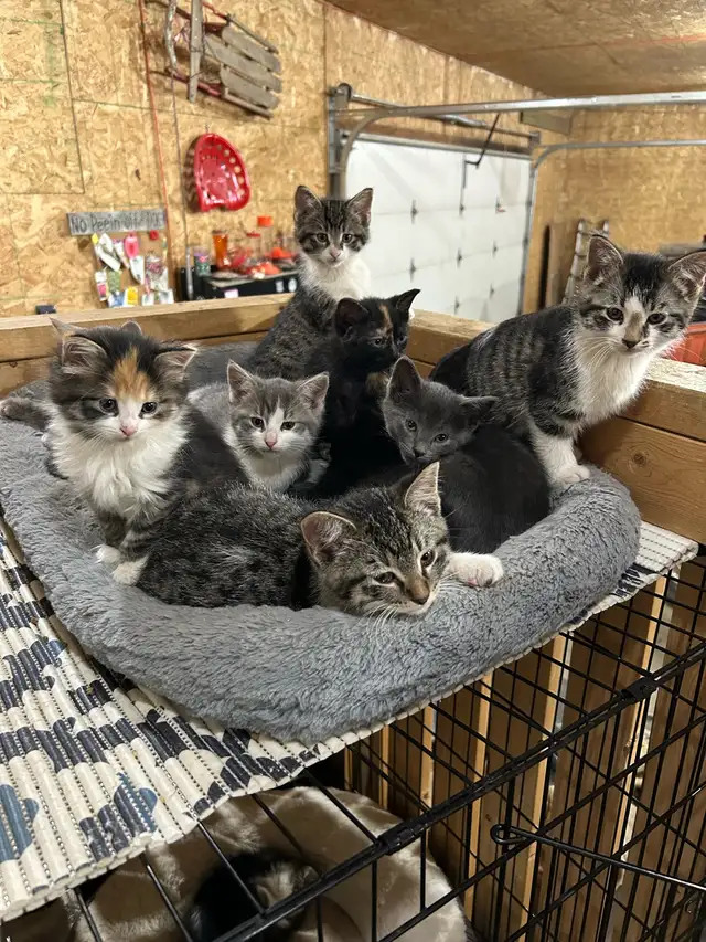 Adorable Kittens