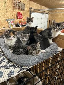 Adorable Kittens