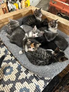 Adorable Kittens - Photo 2