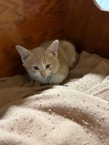 Adorable Kittens - Photo 3