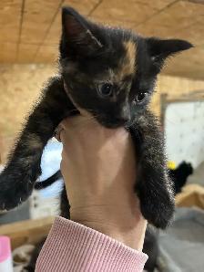 Adorable Kittens - Photo 4