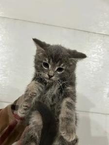 Adorable Kittens - Photo 5