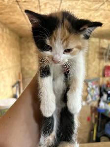 Adorable Kittens - Photo 9